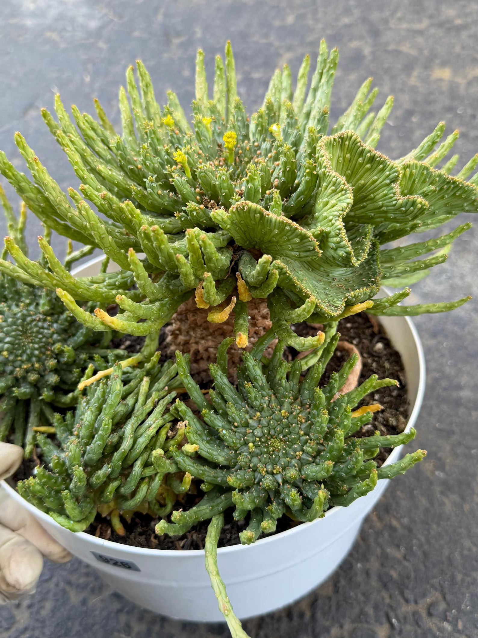 8" Euphorbia Medusa with Pups | Rare Caudex Succulent | Crested Live Plant #926