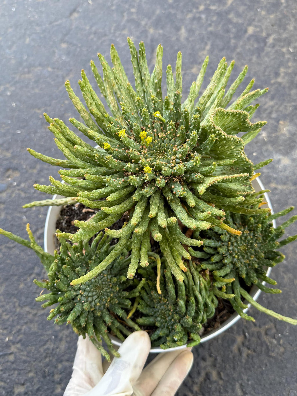8" Euphorbia Medusa with Pups | Rare Caudex Succulent | Crested Live Plant #926