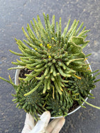 8" Euphorbia Medusa with Pups | Rare Caudex Succulent | Crested Live Plant #926