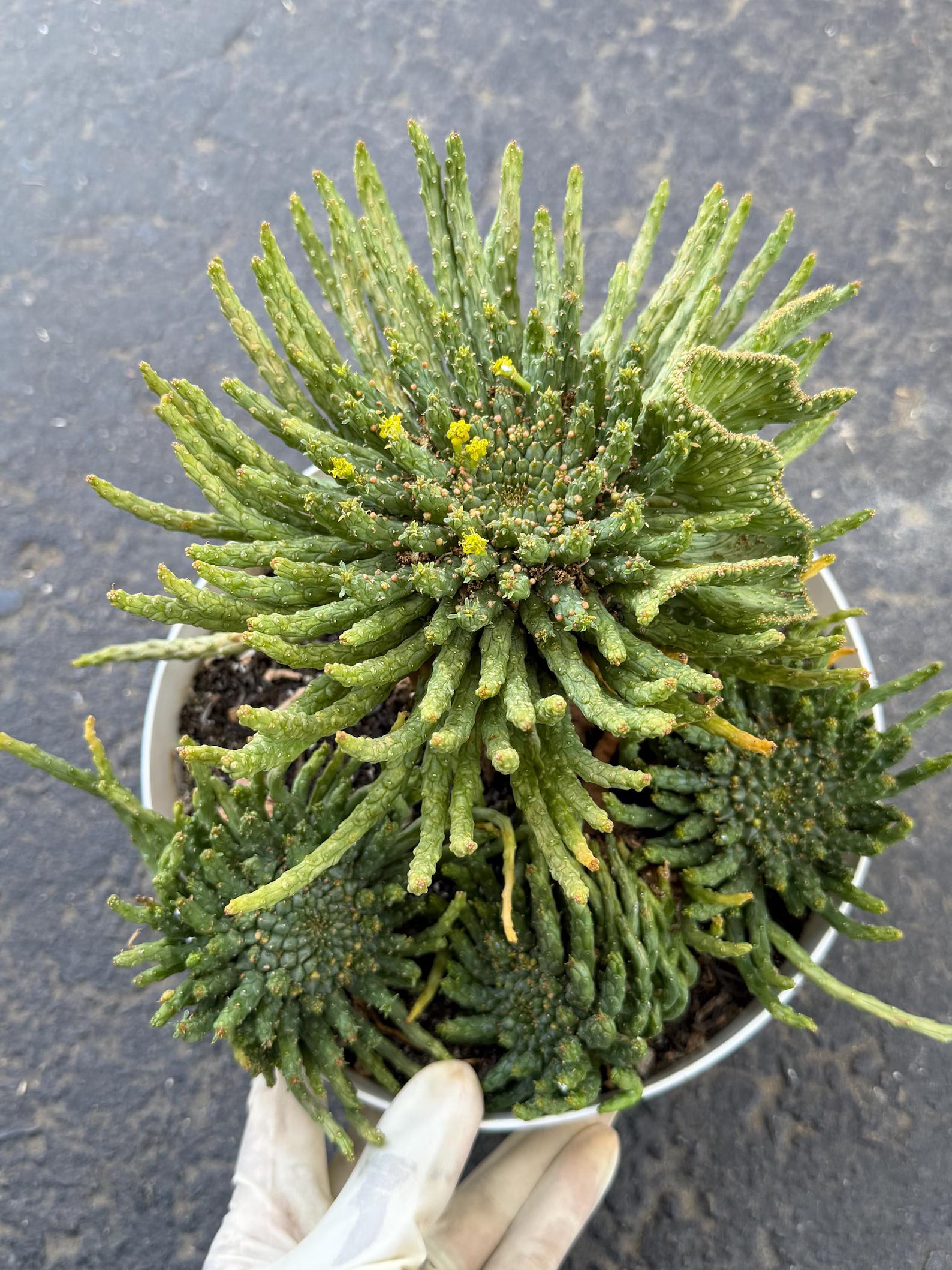 8" Euphorbia Medusa with Pups | Rare Caudex Succulent | Crested Live Plant #926