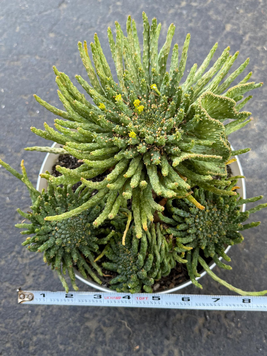 8" Euphorbia Medusa with Pups | Rare Caudex Succulent | Crested Live Plant #926
