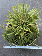 8" Euphorbia Medusa with Pups | Rare Caudex Succulent | Crested Live Plant #926