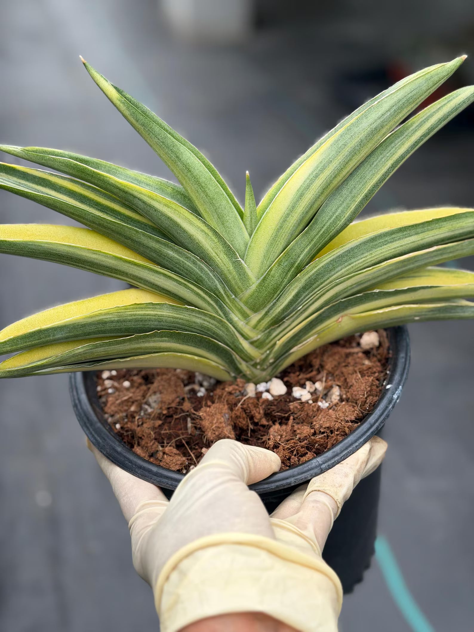 Variegated Sansevieria Suriyothai #755 | Easy Care House Plant |