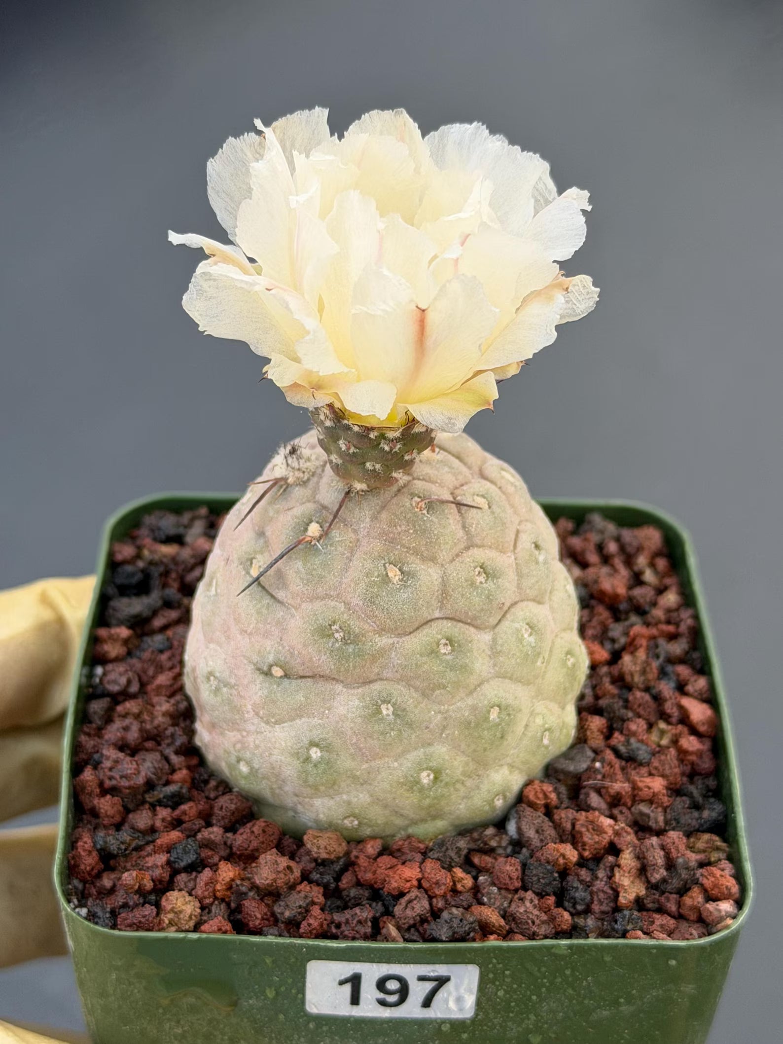 Tephrocactus Geometricus Cluster #197| Rare Live Cactus
