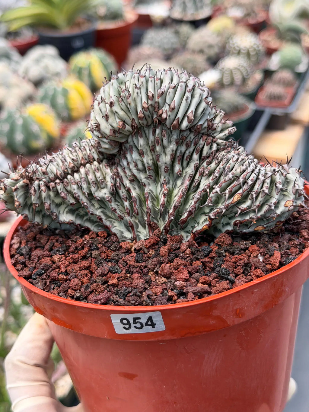 Crested Euphorbia Confinalis Grafted | Rare Live Collector Succulent #954