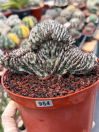 Crested Euphorbia Confinalis Grafted | Rare Live Collector Succulent #954
