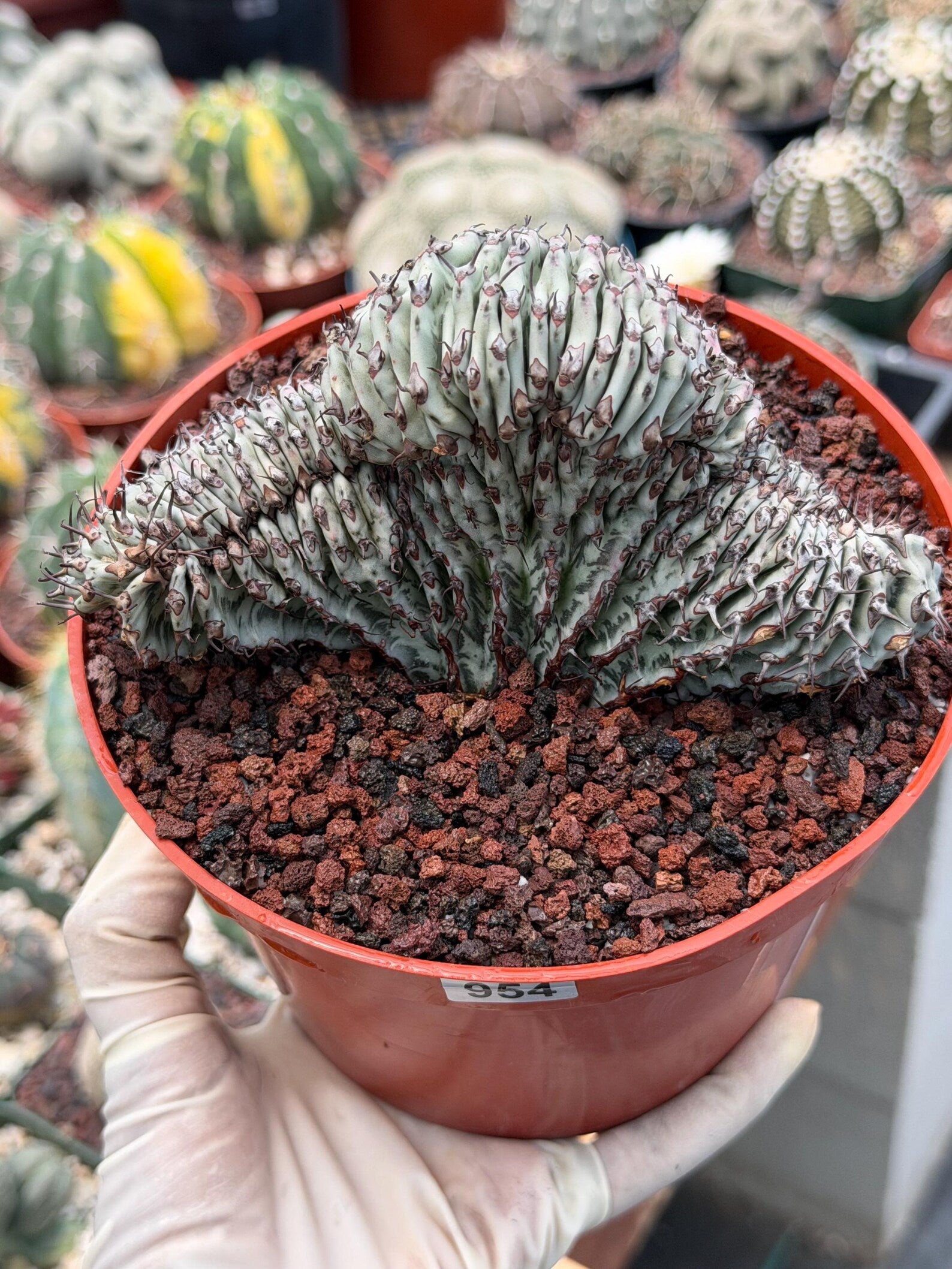 Crested Euphorbia Confinalis Grafted | Rare Live Collector Succulent #954