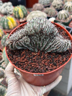 Crested Euphorbia Confinalis Short Graft Rare Spiked Plant #954