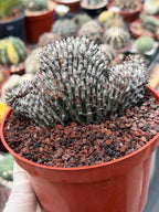 Crested Euphorbia Confinalis Short Graft Rare Spiked Plant #954