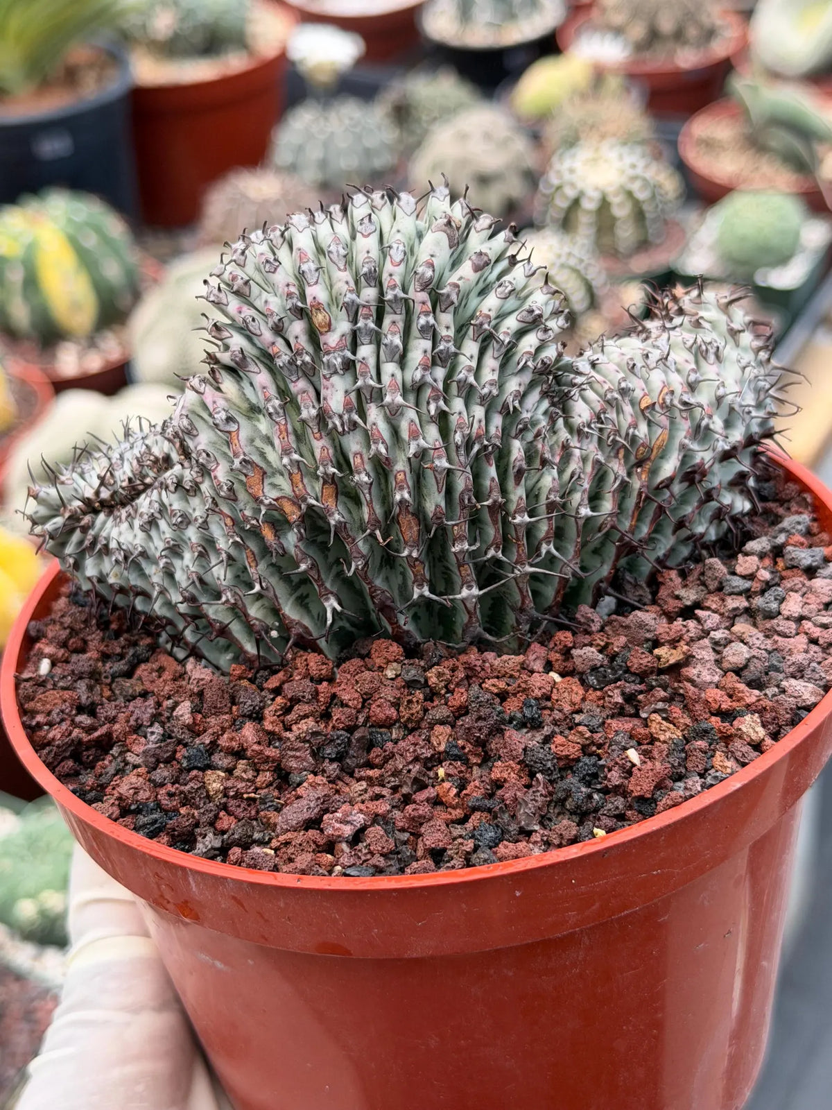 Crested Euphorbia Confinalis Short Graft Rare Spiked Plant #954