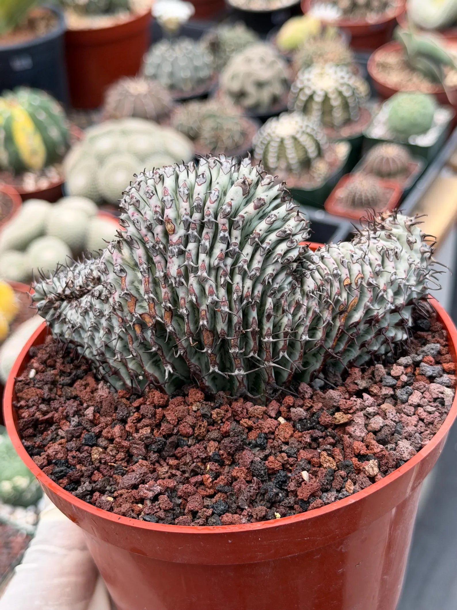Crested Euphorbia Confinalis Short Graft Rare Spiked Plant #954