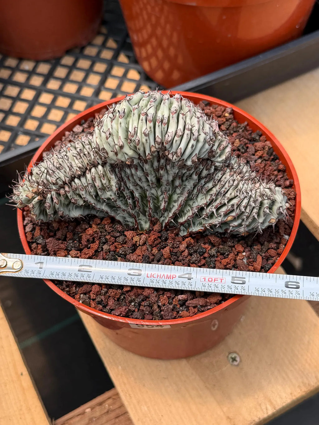 Crested Euphorbia Confinalis Short Graft Rare Spiked Plant #954