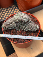 Crested Euphorbia Confinalis Short Graft Rare Spiked Plant #954