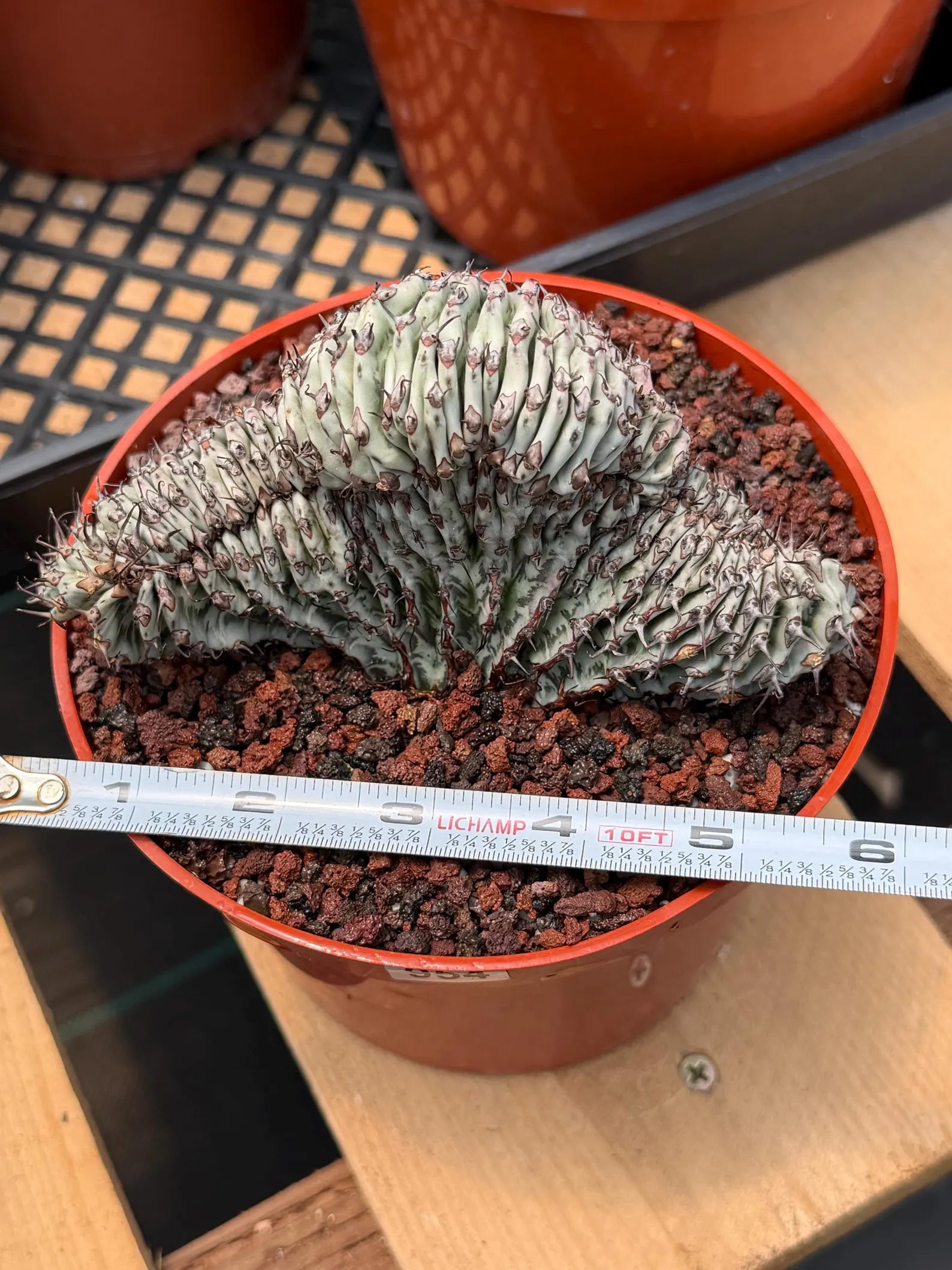 Crested Euphorbia Confinalis Short Graft Rare Spiked Plant #954