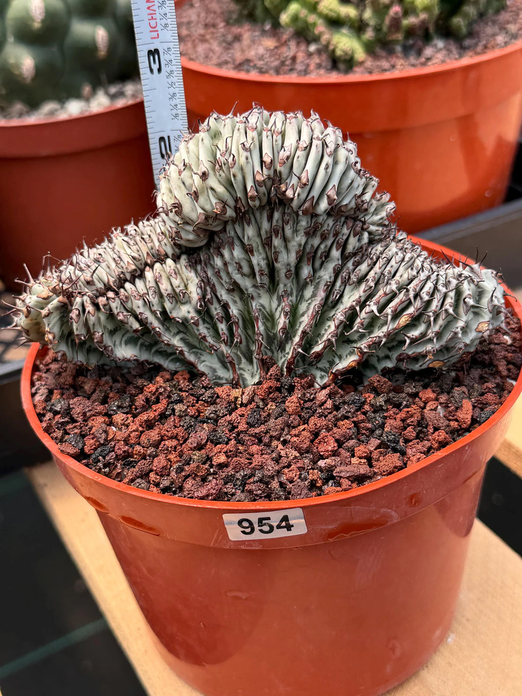 Crested Euphorbia Confinalis Grafted | Rare Live Collector Succulent #954