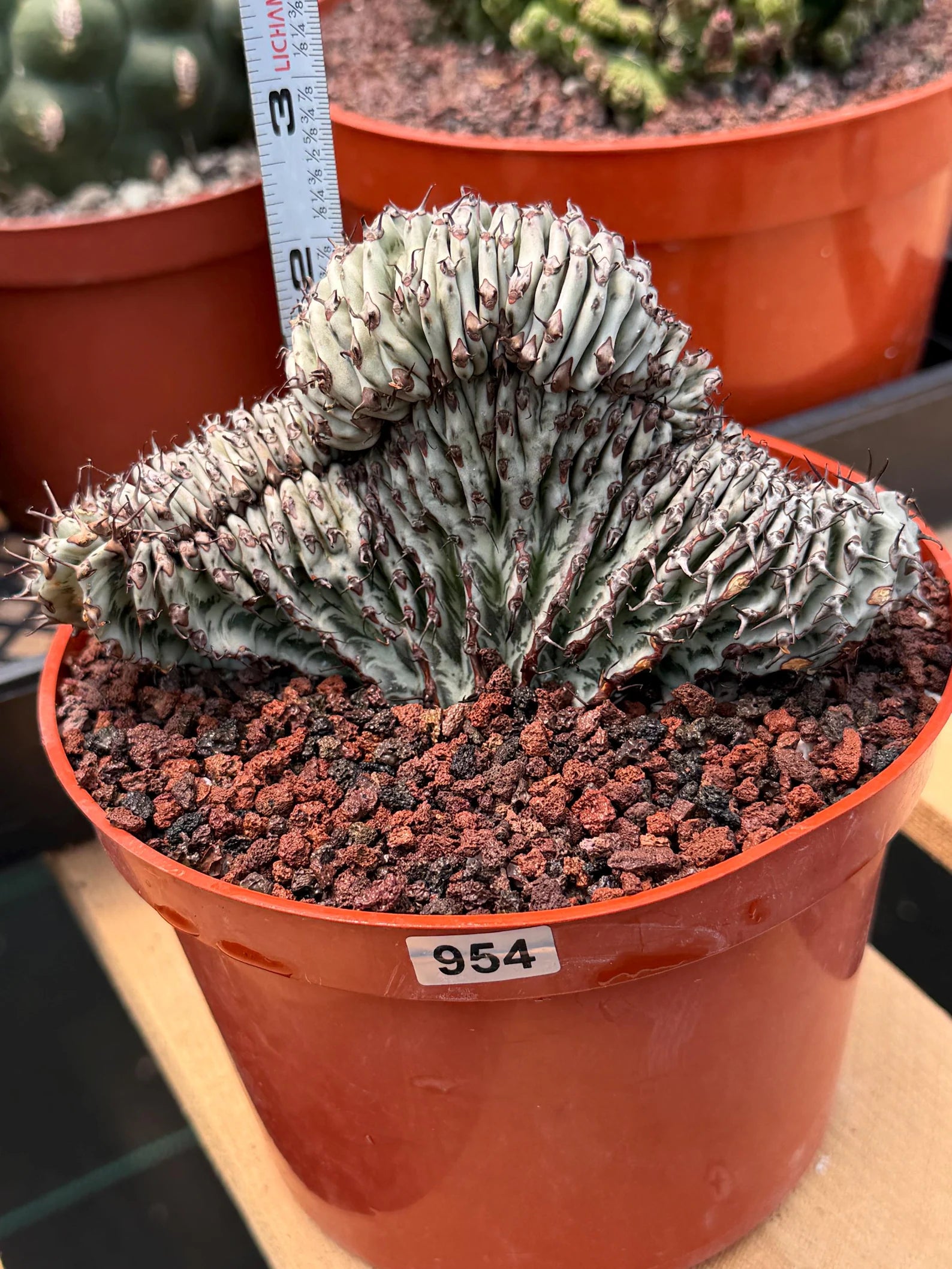 Crested Euphorbia Confinalis Grafted | Rare Live Collector Succulent #954