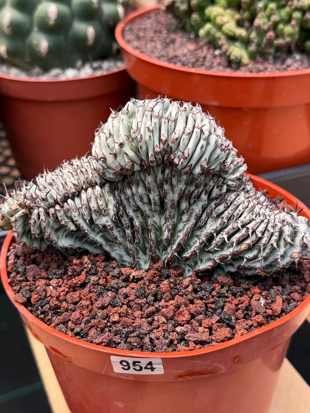 Crested Euphorbia Confinalis Short Graft Rare Spiked Plant #954