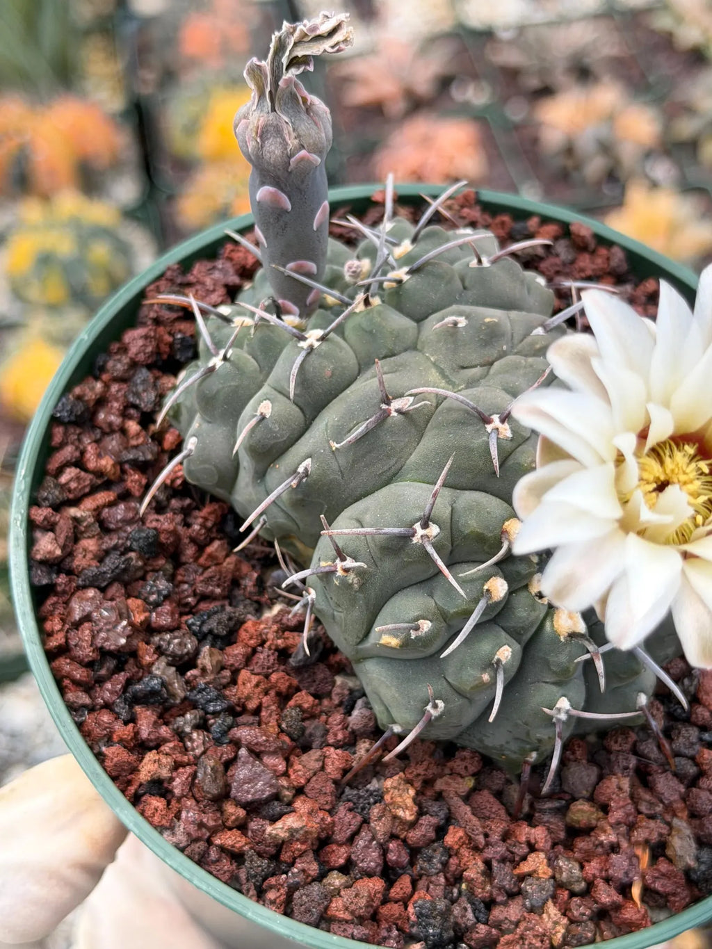Crested Gymnocalycium Vatteri Cactus | Rare Collector Plant #188