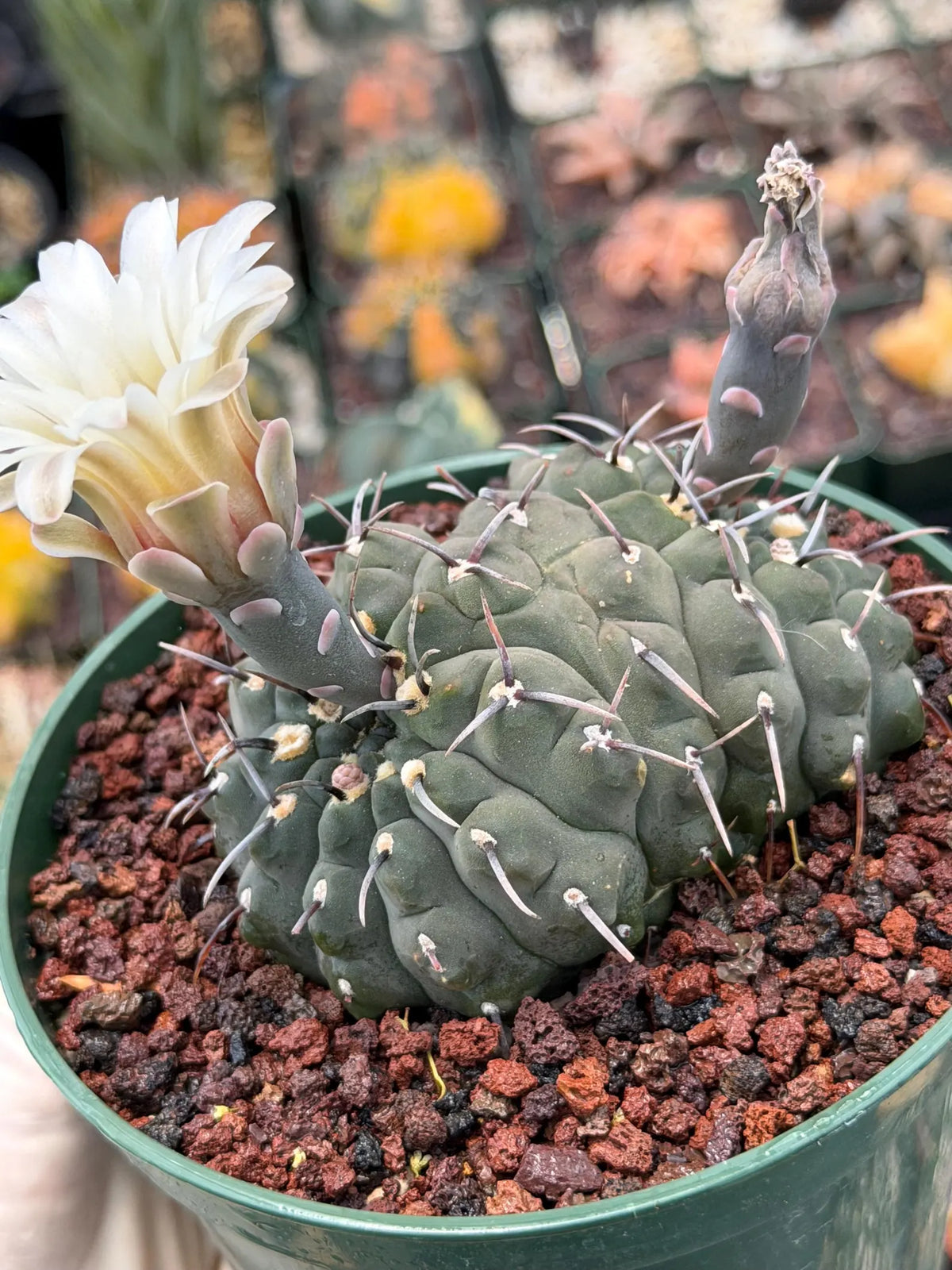 Crested Gymnocalycium Vatteri Cactus | Rare Collector Plant #188