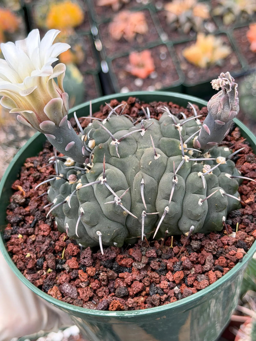 Crested Gymnocalycium Vatteri Cactus | Rare Collector Plant #188