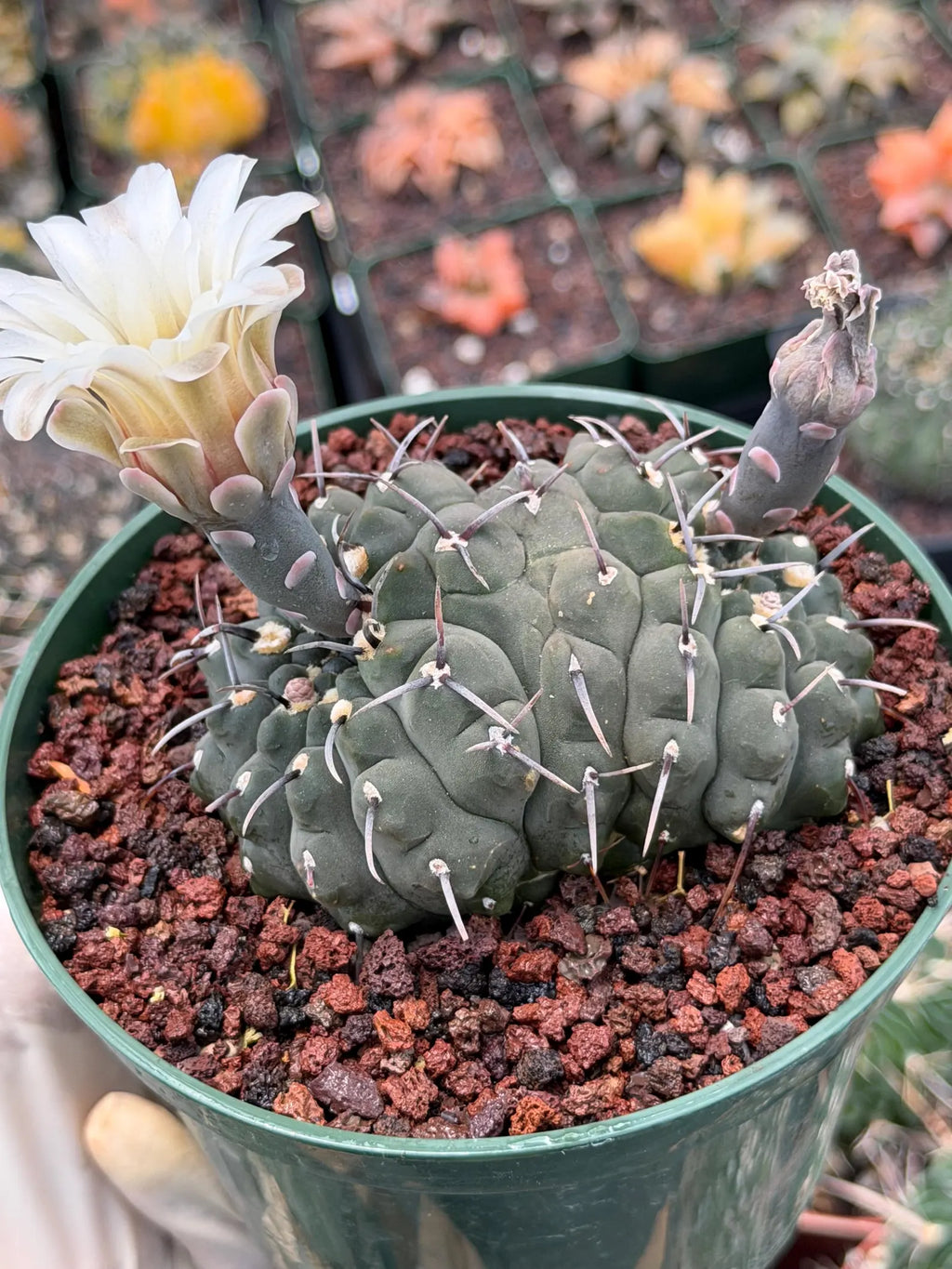 Crested Gymnocalycium Vatteri Cactus | Rare Collector Plant #188