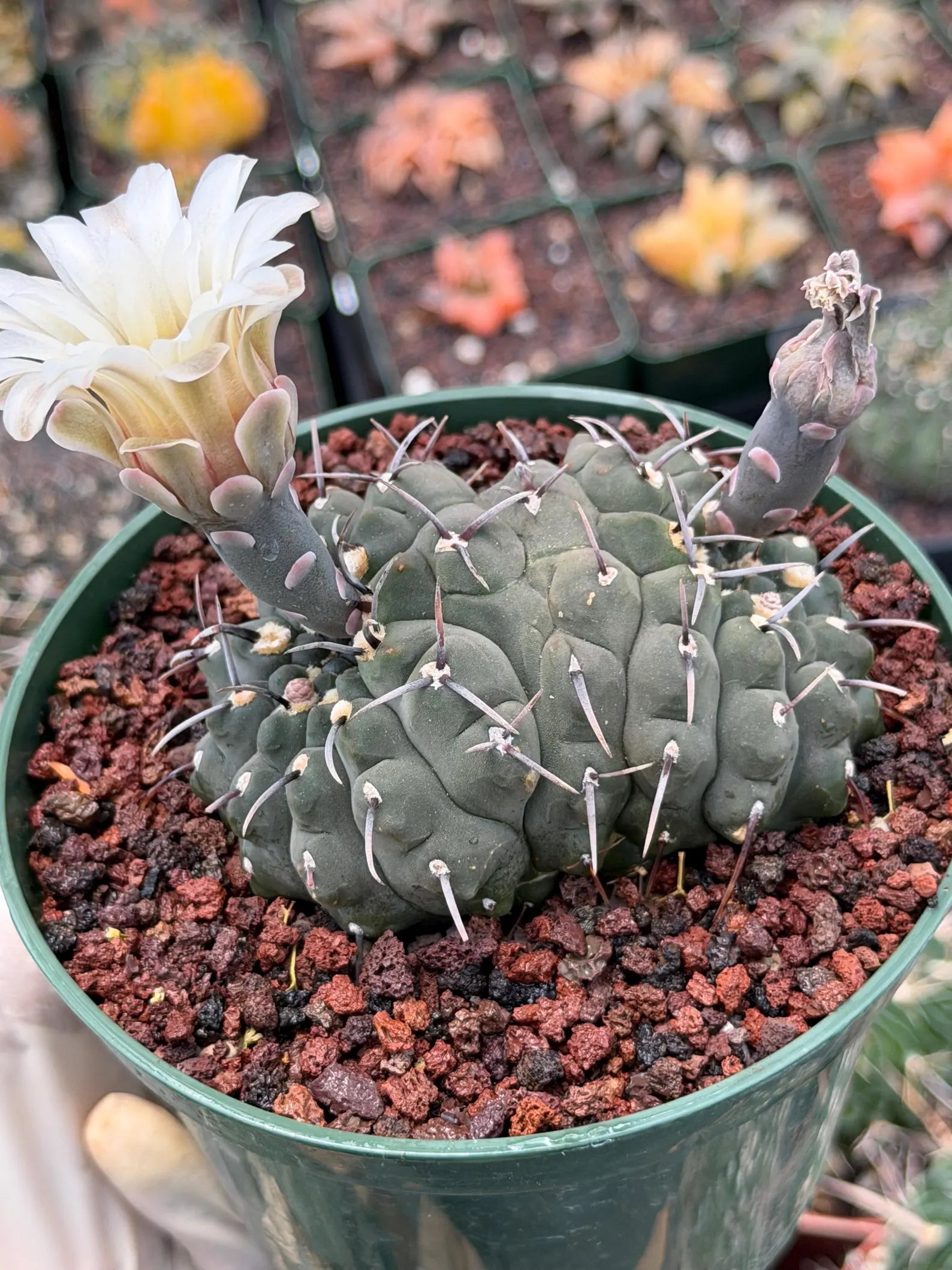 Crested Gymnocalycium Vatteri Cactus | Rare Collector Plant #188