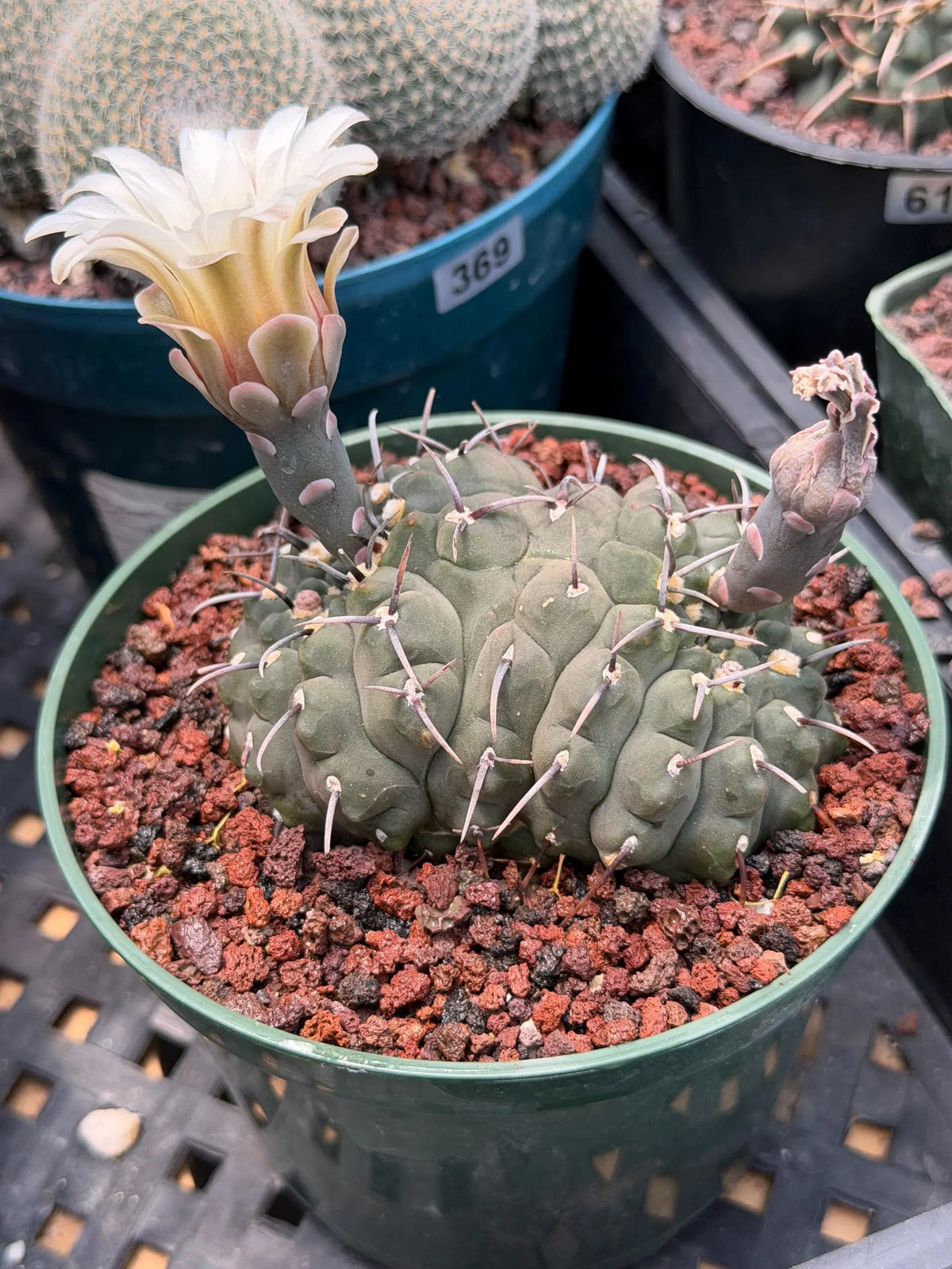 Crested Gymnocalycium Vatteri Cactus | Rare Collector Plant #188