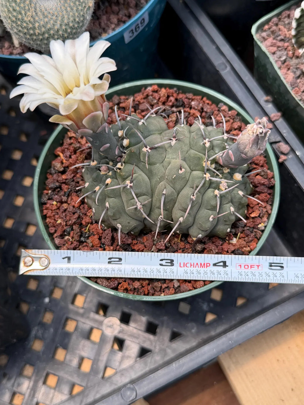 Crested Gymnocalycium Vatteri Cactus | Rare Collector Plant #188