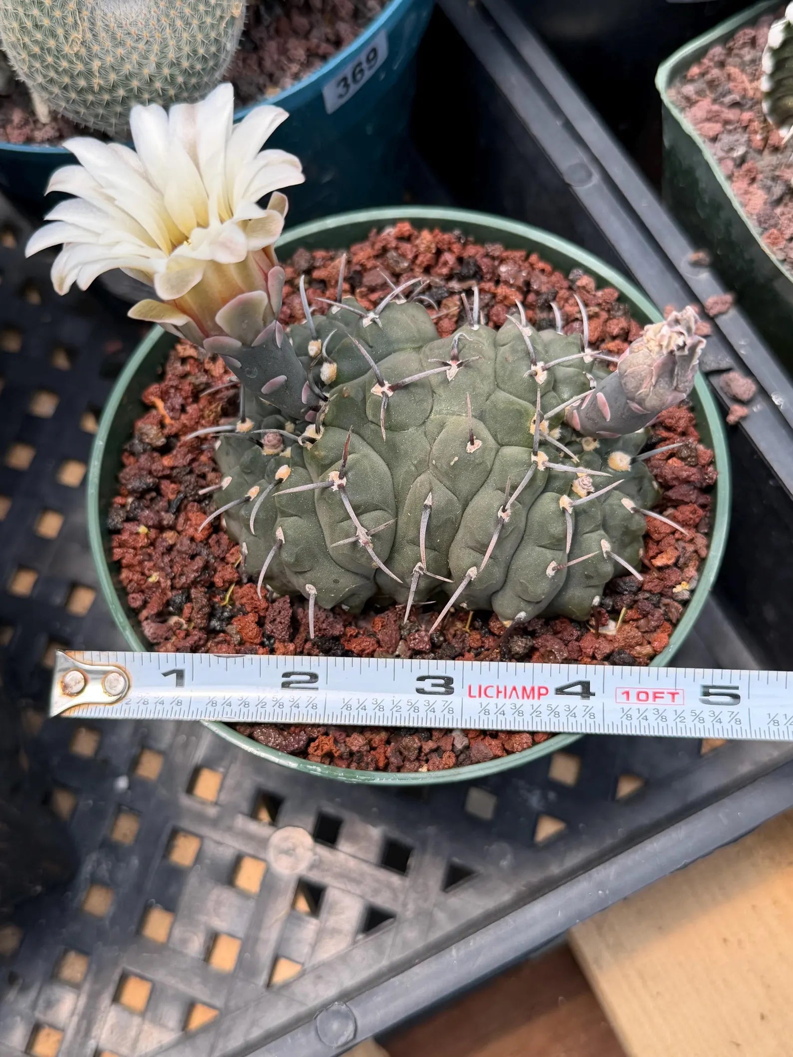 Crested Gymnocalycium Vatteri Cactus | Rare Collector Plant #188