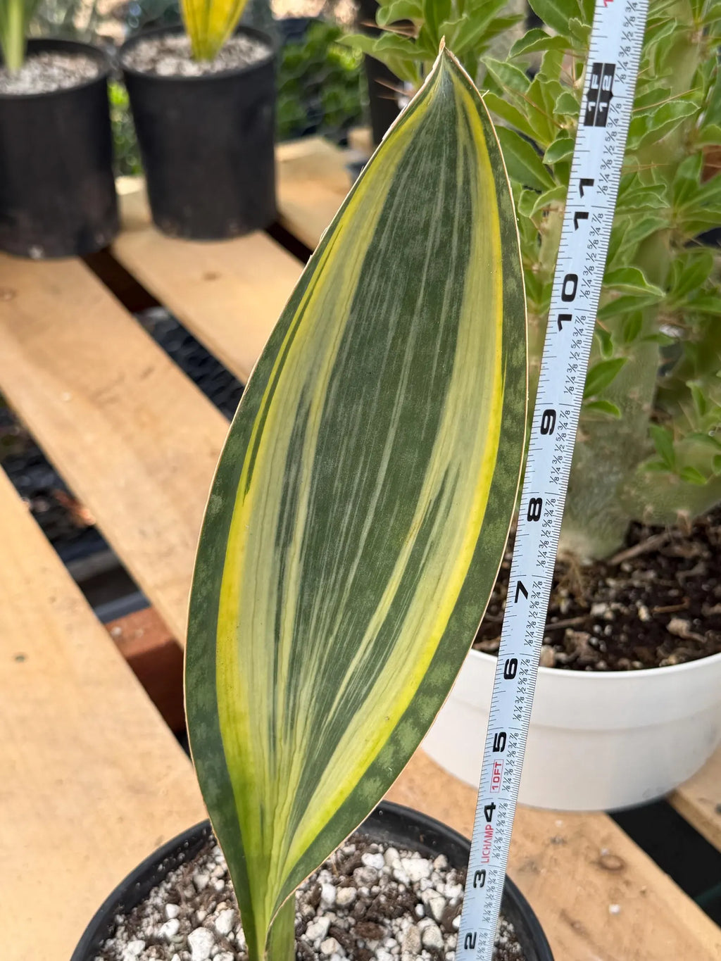 Variegated Sansevieria Mason's Congo | Rare Snake Plant | Easy Care Houseplant