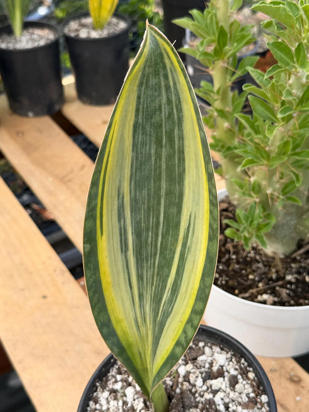 Variegated Sansevieria Mason's Congo | Rare Snake Plant | Easy Care Houseplant
