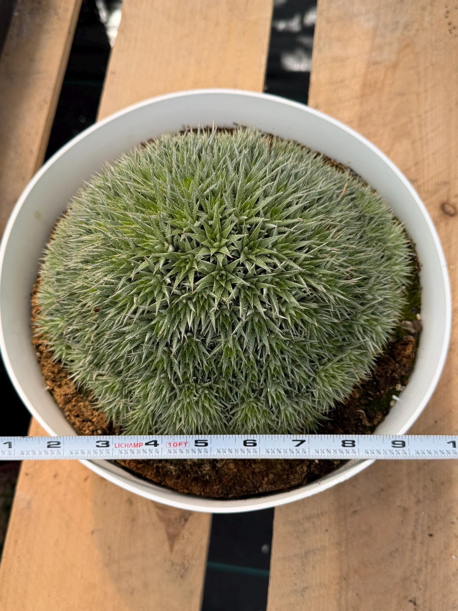 Deuterocohnia Brevifolia #966