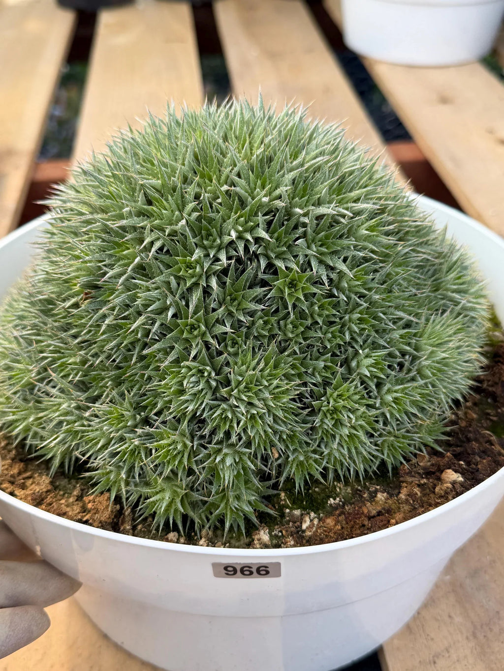 Deuterocohnia Brevifolia #966