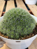 Deuterocohnia Brevifolia #966