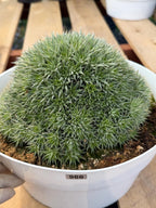 Deuterocohnia Brevifolia #966
