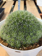 Deuterocohnia Brevifolia #966