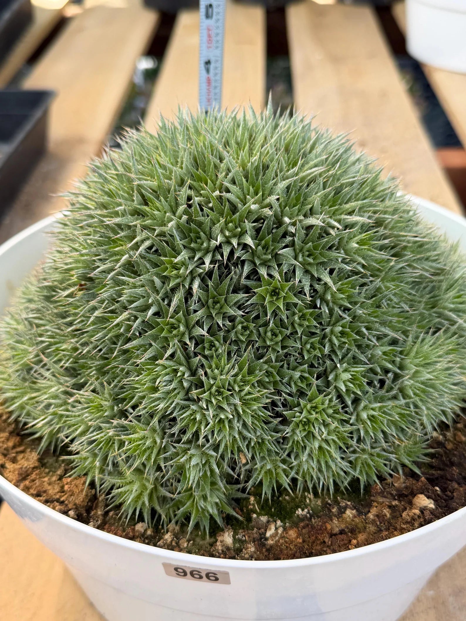 Deuterocohnia Brevifolia #966