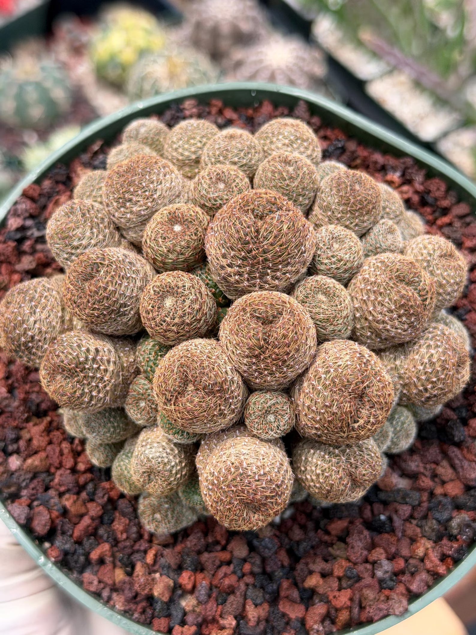 Rebutia Heliosa Cluster #193 | Rare Live Cactus | Own Root Specimen
