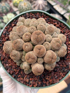 Rebutia Heliosa Cluster #193 | Rare Live Cactus | Own Root Specimen