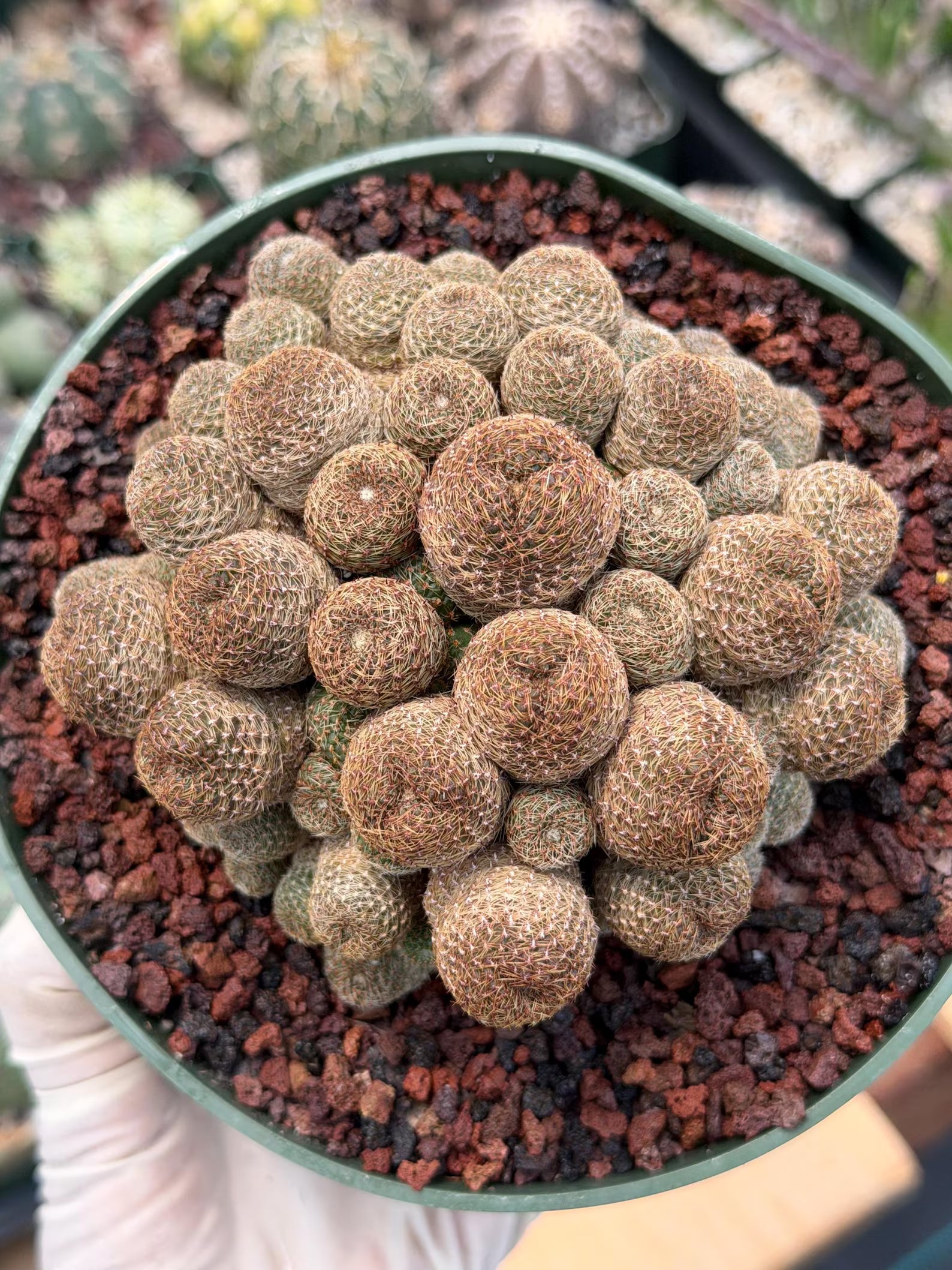 Rebutia Heliosa Cluster #193 | Rare Live Cactus | Own Root Specimen