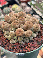 Rebutia Heliosa Cluster #193 | Rare Live Cactus | Own Root Specimen