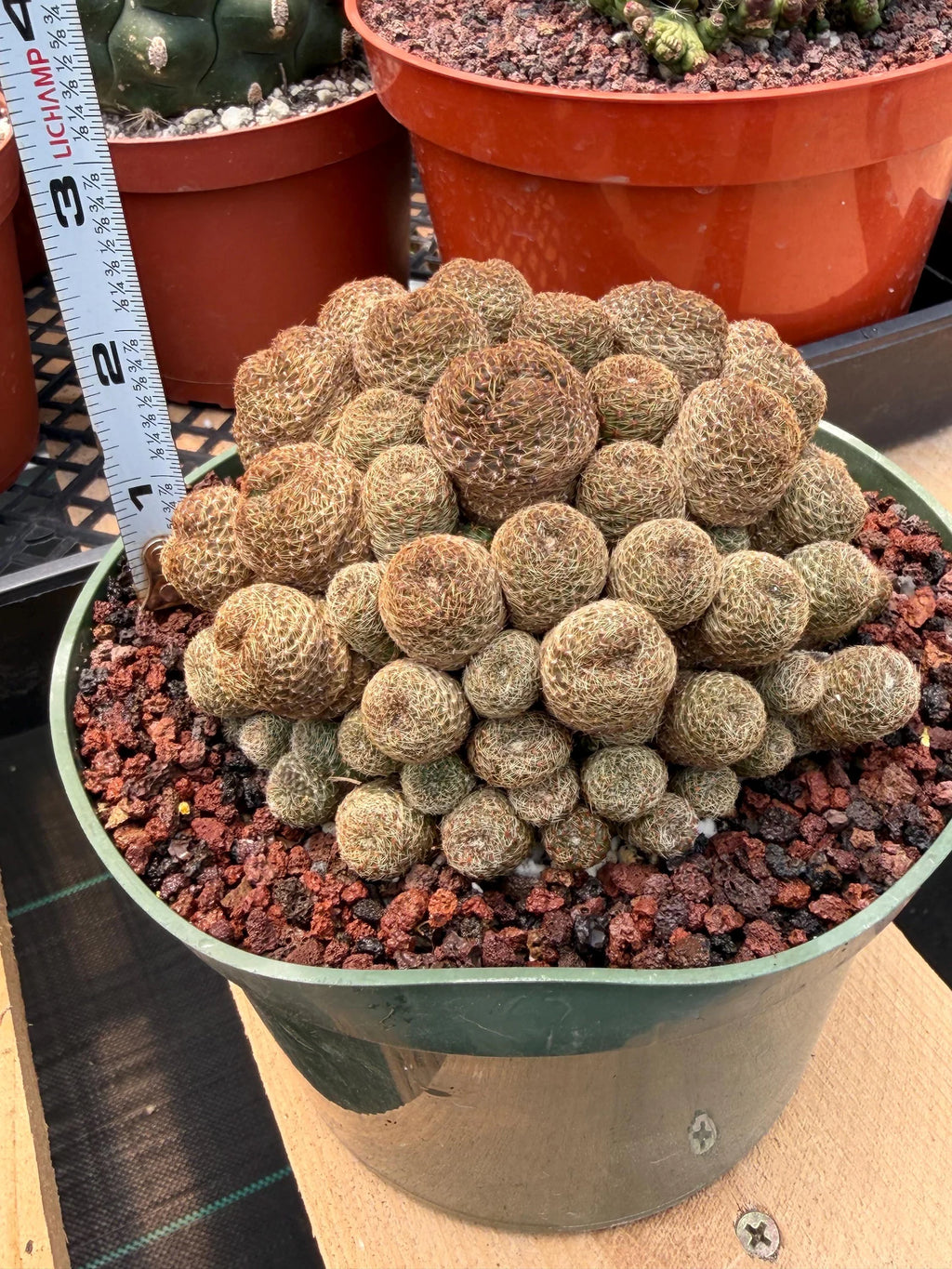 Rebutia Heliosa Cluster #193 | Rare Live Cactus | Own Root Specimen