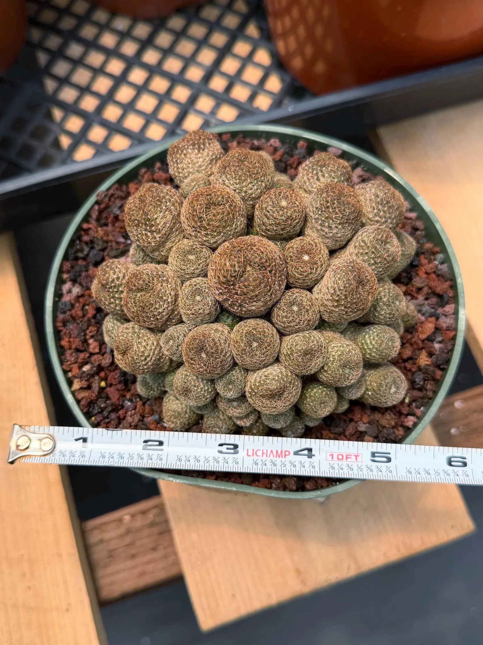 Rebutia Heliosa Cluster #193 | Rare Live Cactus | Own Root Specimen