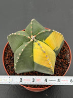 Variegated Astrophytum Myriostigma – Large Rare Live Cactus