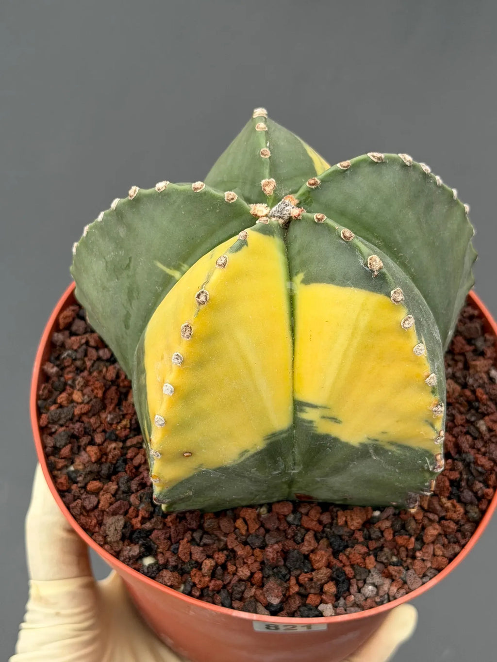 Variegated Astrophytum Myriostigma – Large Rare Live Cactus