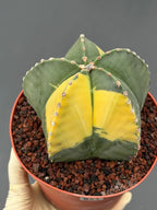 Variegated Astrophytum Myriostigma – Large Rare Live Cactus