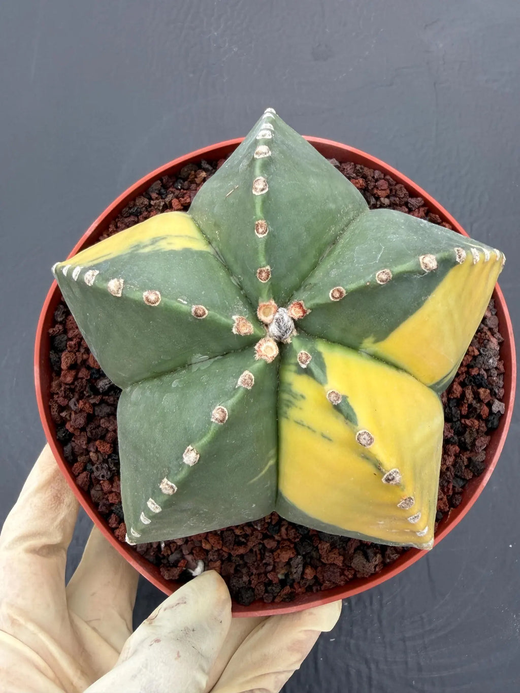 Variegated Astrophytum Myriostigma – Large Rare Live Cactus