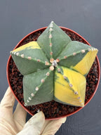 Variegated Astrophytum Myriostigma – Large Rare Live Cactus
