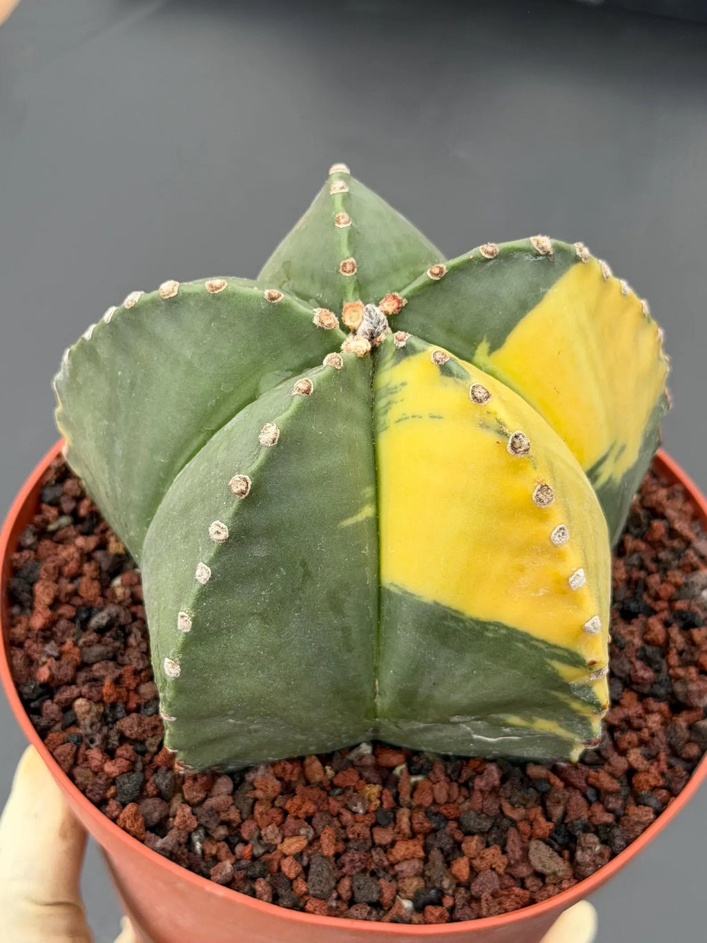 Variegated Astrophytum Myriostigma – Large Rare Live Cactus