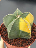 Variegated Astrophytum Myriostigma – Large Rare Live Cactus